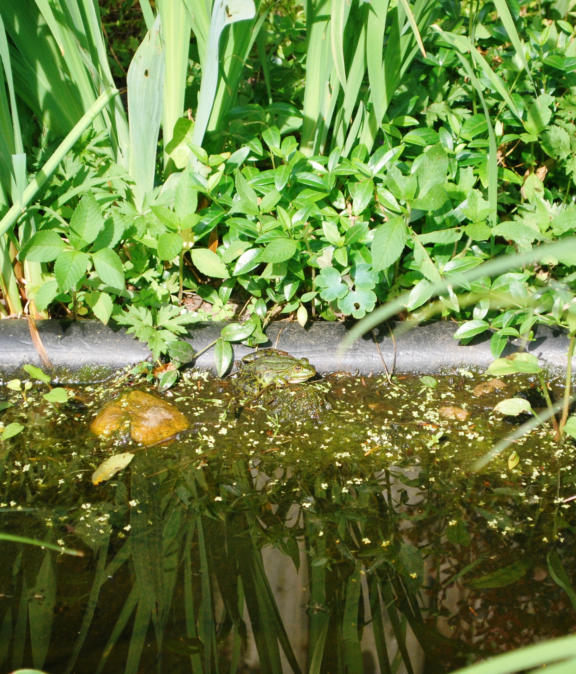 Kleiner grüner Krachmacher im grünen Dschungel DSC_1091